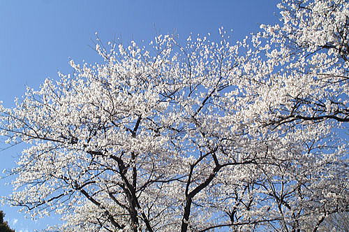 群馬県の赤城南面千本桜