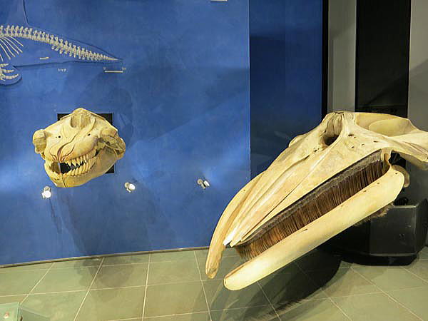 シャチとミンククジラの骨格