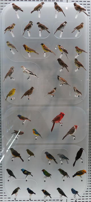 鳥の標本