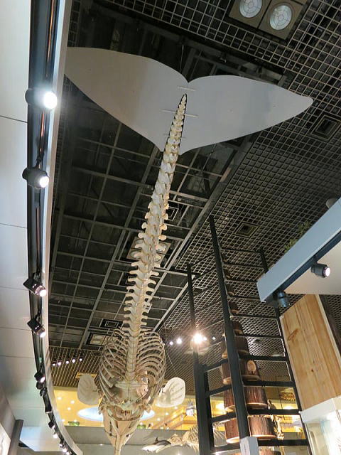 マッコウクジラの骨格