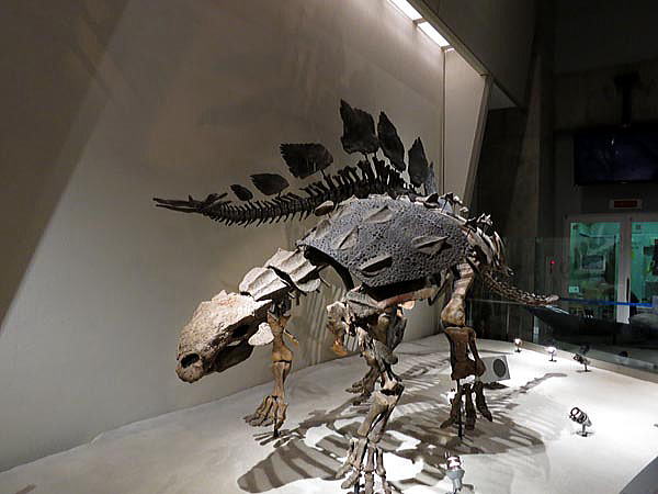 エウオプロケファルスとステゴサウルス
