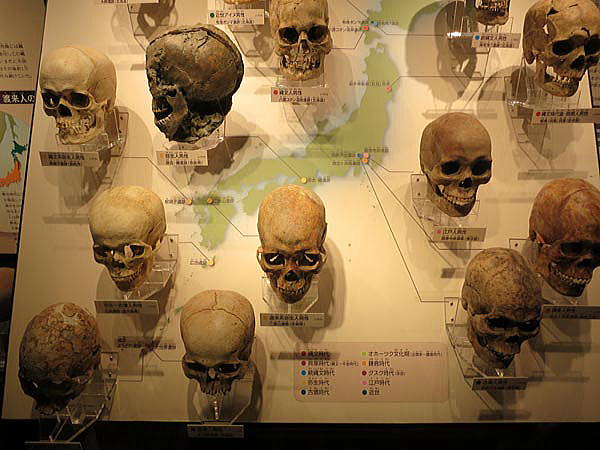 北海道から沖縄まで様々な人骨が発掘されている