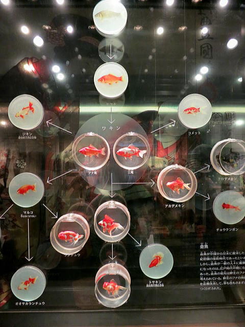 金魚が中国から日本に渡来したのは16世紀初頭の室町時代