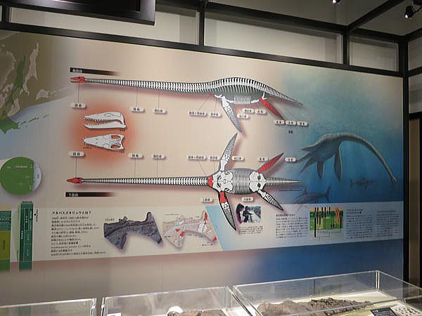 日本を代表する首長竜化石であるフタバスズキリュウ