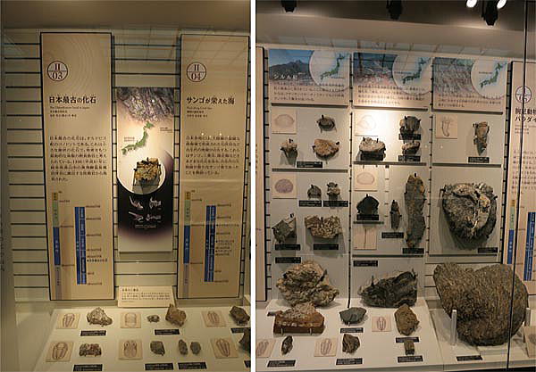 日本最古の化石