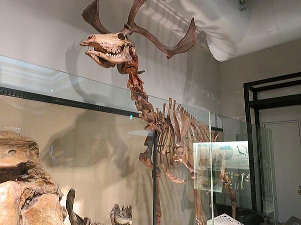 更新世後期の日本はヤベオオツノジカやナウマンゾウなどの大型哺乳類が多く生息していた