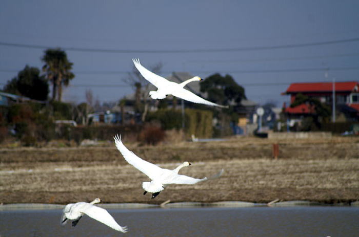 優雅に３羽の白鳥が飛び立っています
